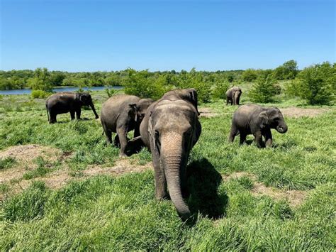 Elephant sanctuary oklahoma - Elephant Refuge North America (ERNA) is home to three elephants and can accommodate as many as ten elephants retired from zoos and circuses. At ERNA, the needs of the elephants come first. As an …